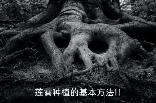 蓮霧種植的基本方法!!