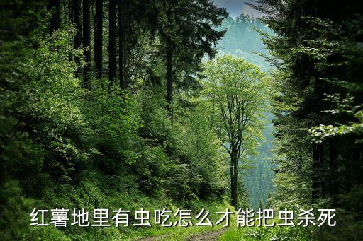  紅薯地里有蟲吃怎么才能把蟲殺死