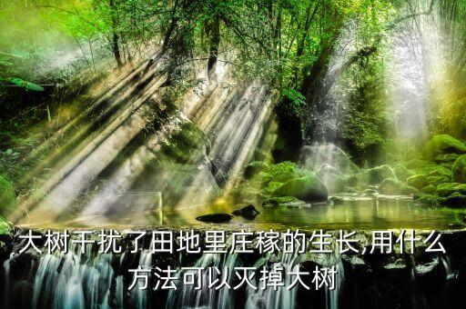 大樹干擾了田地里莊稼的生長,用什么方法可以滅掉大樹
