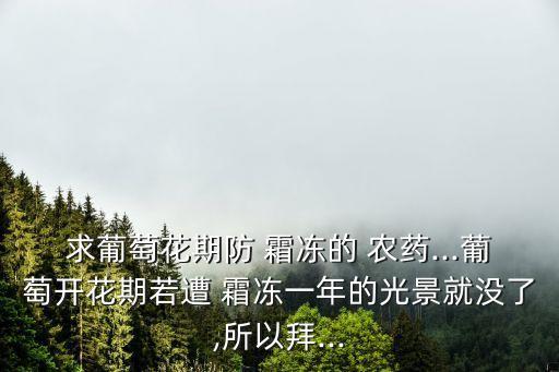 霜凍有什么農藥,沙糖桔防霜凍的農藥