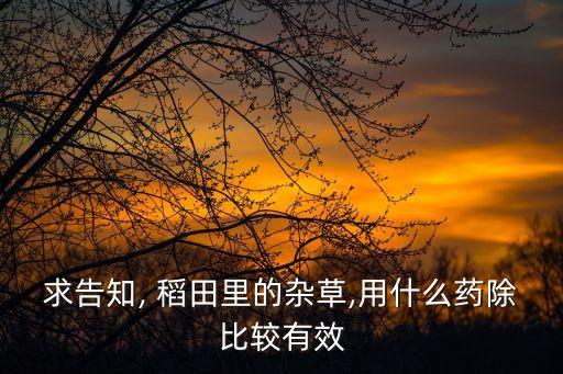 什么農藥不傷稻田草,蝦稻田打什么農藥