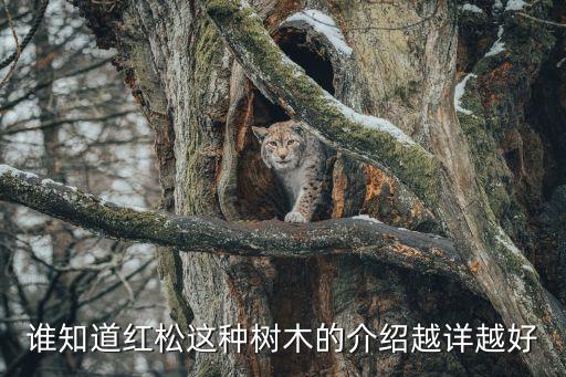 誰知道紅松這種樹木的介紹越詳越好