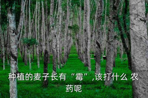 揚(yáng)花期小麥噴灑什么農(nóng)藥,河南小麥揚(yáng)花期在什么時(shí)間