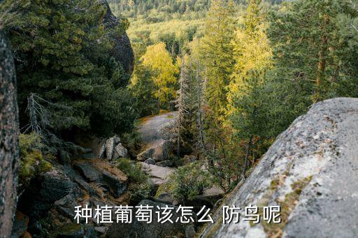 防鳥的農藥有什么作用