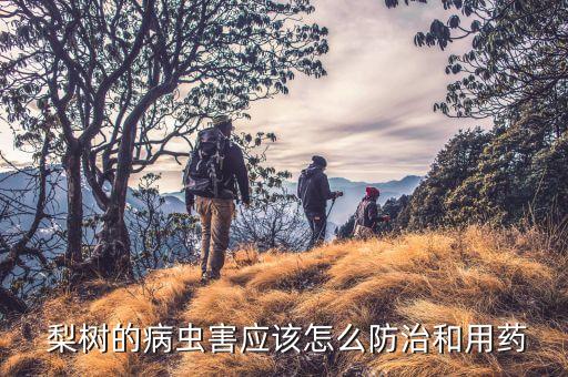 梨樹套袋噴什么農藥,梨樹花前什么時間噴硼