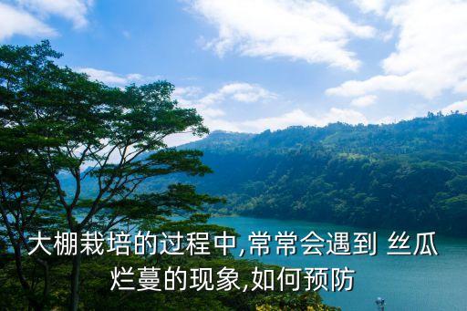 大棚栽培的過程中,常常會遇到 絲瓜爛蔓的現(xiàn)象,如何預(yù)防