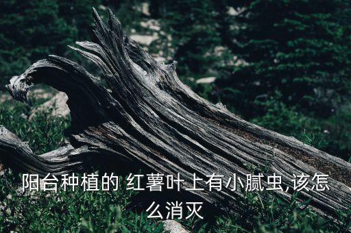紅薯葉蟲吃光用什么農藥