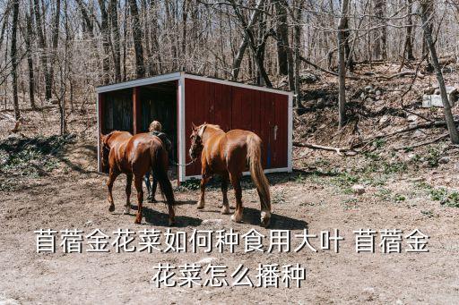  苜蓿金花菜如何種食用大葉 苜蓿金花菜怎么播種