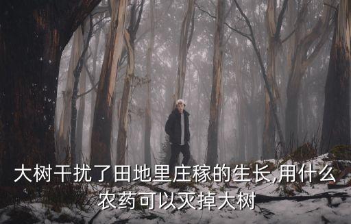 ,什么農(nóng)藥殺死小樹仔最有效