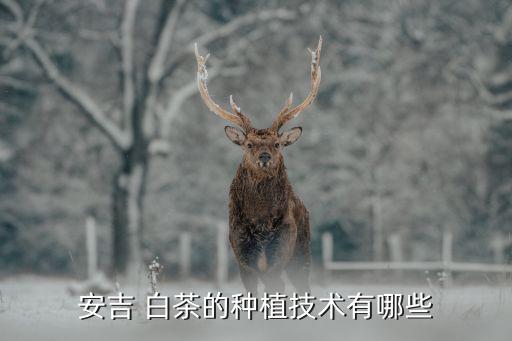 安吉 白茶的種植技術有哪些