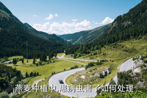  燕麥種植中,患病蟲害了如何處理