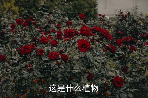 酸漿草用什么農(nóng)藥除