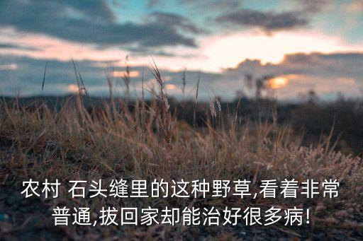 農村 石頭縫里的這種野草,看著非常普通,拔回家卻能治好很多病!