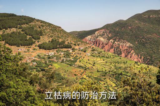  立枯病的防治方法