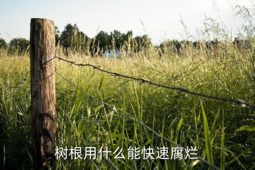 樹根用什么能快速腐爛