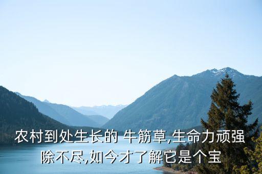 農(nóng)村到處生長的 牛筋草,生命力頑強除不盡,如今才了解它是個寶