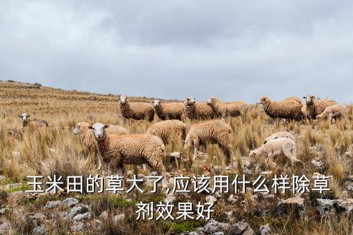  玉米田的草大了,應該用什么樣除草劑效果好
