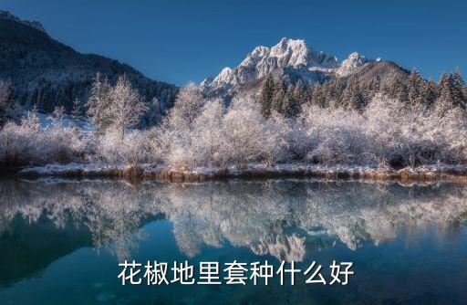  花椒地里套種什么好
