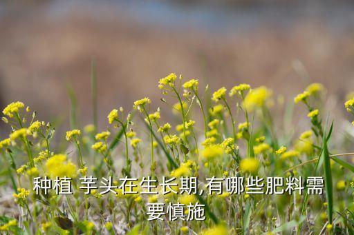  種植 芋頭在生長期,有哪些肥料需要慎施