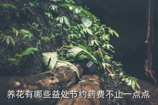 養花有哪些益處節約藥費不止一點點