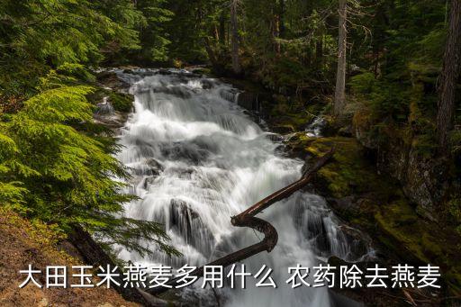 大田玉米燕麥多用什么 農(nóng)藥除去燕麥