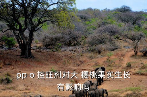 pp o 控旺劑對大 櫻桃果實生長有影響嗎