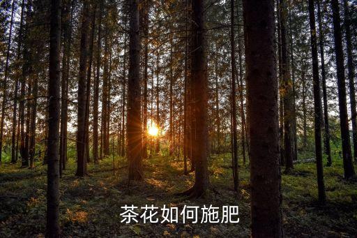  茶花如何施肥