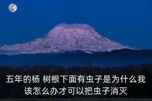 五年的楊 樹根下面有蟲子是為什么我該怎么辦才可以把蟲子消滅
