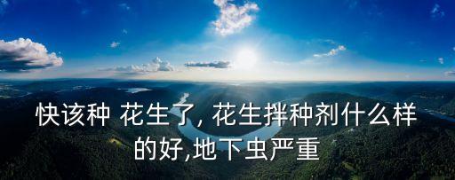 快該種 花生了, 花生拌種劑什么樣的好,地下蟲嚴重