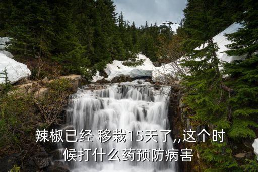  辣椒已經 移栽15天了,,這個時候打什么藥預防病害