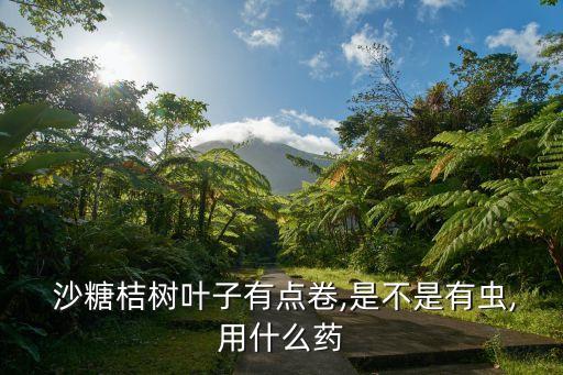  沙糖桔樹葉子有點卷,是不是有蟲,用什么藥