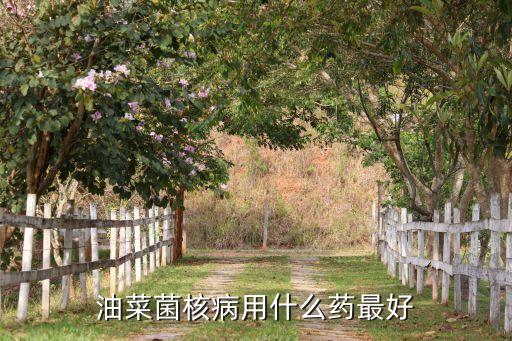 油菜菌核病用什么藥最好