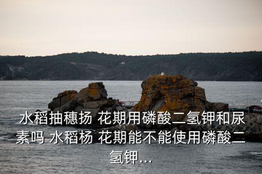  水稻抽穗揚(yáng) 花期用磷酸二氫鉀和尿素嗎 水稻楊 花期能不能使用磷酸二氫鉀...