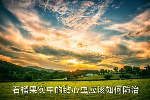 石榴打什么農(nóng)藥不生蟲,石榴腐爛病打什么藥效果最好