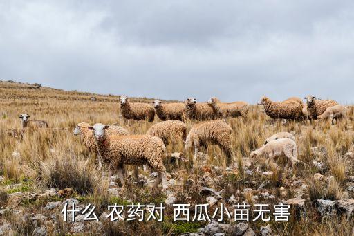 西瓜種植后打什么農(nóng)藥