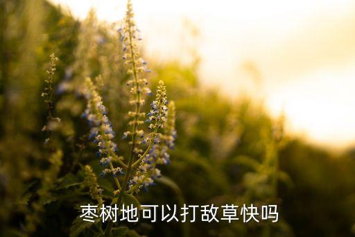 打山棗樹用什么農藥