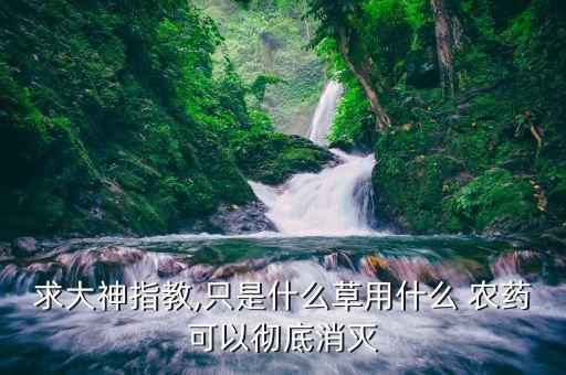 殺飛機草用什么農藥