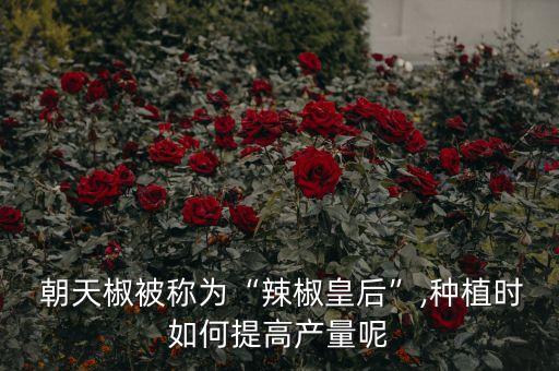 朝天椒配什么農藥