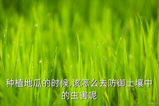 紅薯里面有蟲子打什么農藥