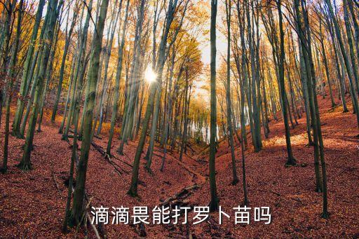  滴滴畏能打羅卜苗嗎