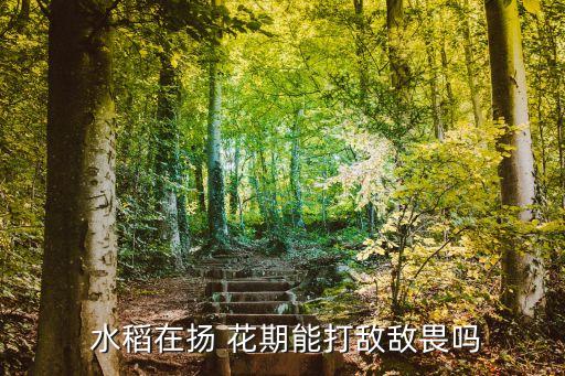 水稻揚(yáng)花期用什么農(nóng)藥防治