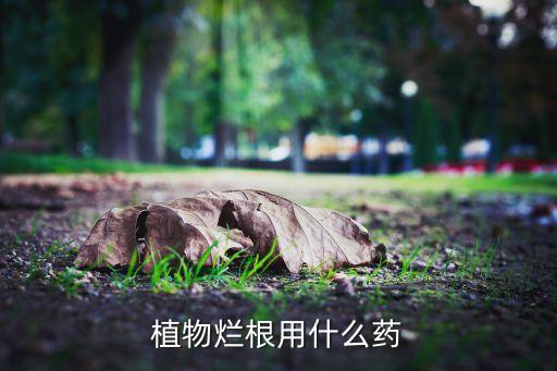 腐根病用什么農(nóng)藥,爛植物根的有什么農(nóng)藥