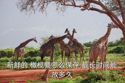新鮮的 橄欖要怎么保存,最長時間能放多久
