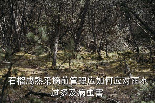  石榴成熟采摘前管理應(yīng)如何應(yīng)對(duì)雨水過(guò)多及病蟲(chóng)害