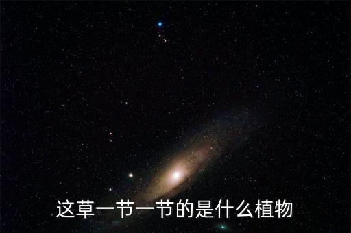 這草一節一節的是什么植物