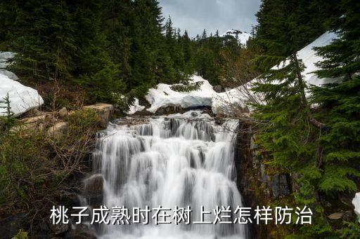  桃子成熟時在樹上爛怎樣防治