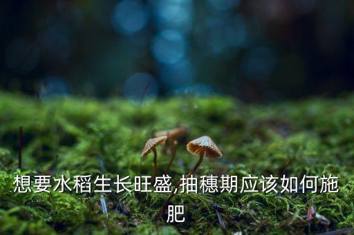 想要水稻生長旺盛,抽穗期應該如何施肥