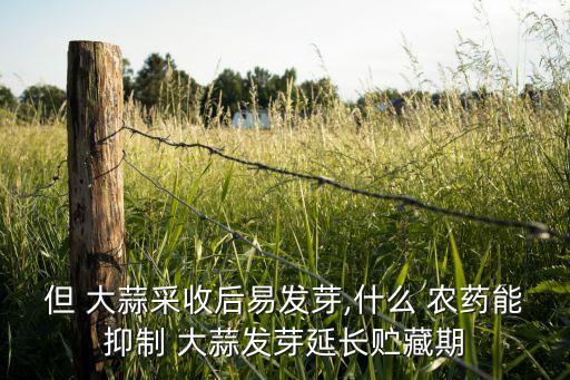 但 大蒜采收后易發芽,什么 農藥能抑制 大蒜發芽延長貯藏期