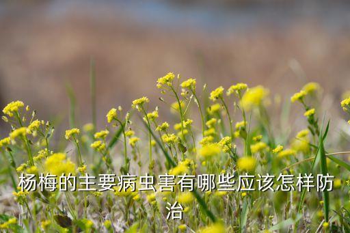 楊梅發白打什么農藥,楊梅清園用什么農藥