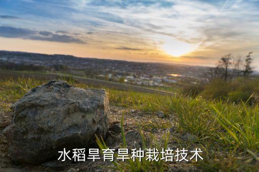  水稻旱育旱種栽培技術